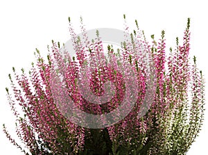 Heather flower background isolated on white