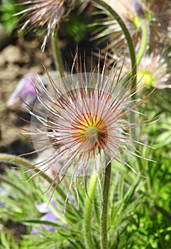 Heather flower fluff