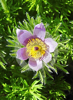 Heather flower, Lithuania