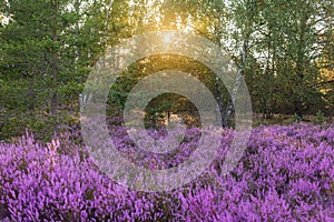 Heather flowering at the edge of forest