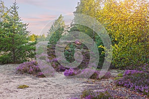 Heather flowering at the edge of forest