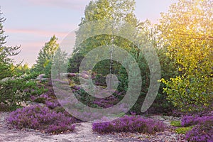 Heather flowering at the edge of forest