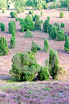 Heather flowers blossom in august