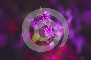 Heather flowers on a blurred lingonberry leaves and bokeh background