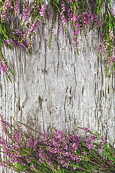 Heather flowers on the old wood background