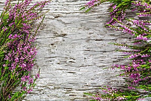 Heather flowers on the old wood background