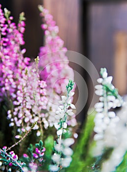 Heather flowers close-up on a background of old wood. Copy space, postcard