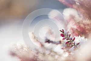 Heather flowers covered with ice crystals