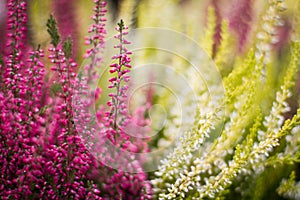 Heather flowers