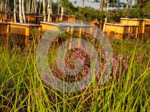 Heather flowers between grass. Beehives in the background. Selective focus