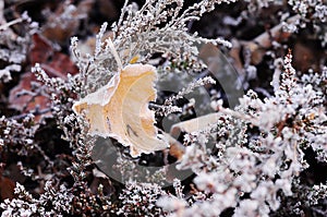 Heather flowers and leaves in hoarfrost in a forest glade.