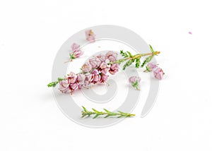 heather flowers with leaves isolated on white background