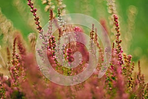 Heather flowers on nature green background