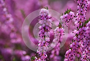 Heather Flowers. Purple Calluna