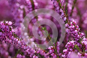 Heather Flowers. Purple Calluna