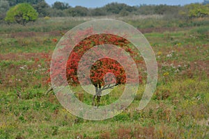 Tree in autumn collors photo