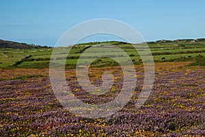 Heather and gorse