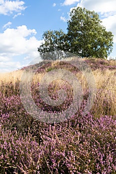 Heather and Grave Mound