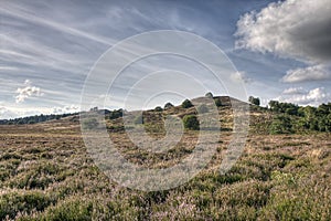 Heather on the Hill