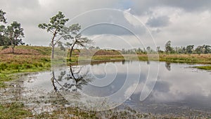 Heather in Kalmthout Belgium