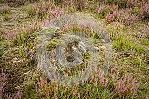 Heather in Kalmthout Belgium
