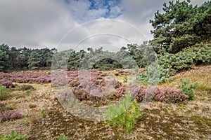 Heather in Kalmthout Belgium