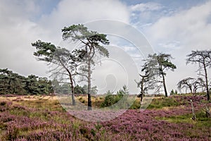 Heather in Kalmthout Belgium