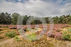 Heather in Kalmthout Belgium