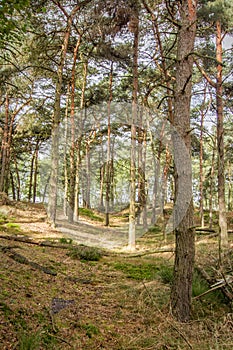 Heather in Kalmthout Belgium
