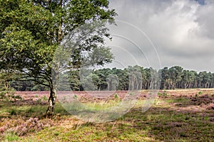 Heather in Kalmthout Belgium
