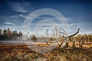 Heather landscape