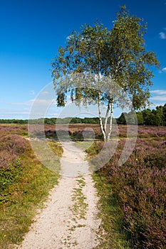 Heather landscape