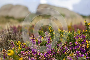 Heather landscape of Cote de Granit Rose in Bretagne, France