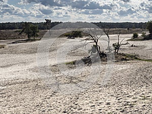 Heather landscape and dead trees