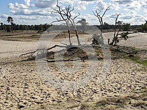 Heather landscape and dead trees