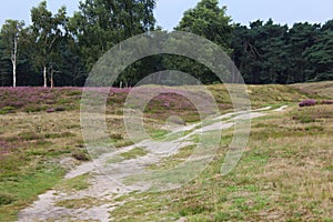 Heather landscape, Utrechtse heuvelrug