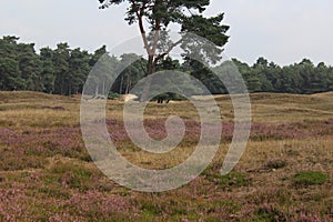 Heather landscape, Utrechtse heuvelrug