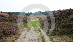 Heather landscape, Utrechtse heuvelrug