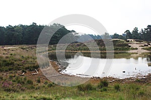 Heather landscape, Utrechtse heuvelrug