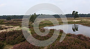 Heather landscape, Utrechtse heuvelrug