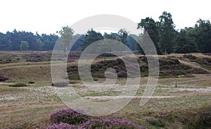 Heather landscape, Utrechtse heuvelrug