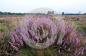 Heather on the moorland photo