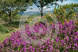 Heather on Moorland in British National Park photo