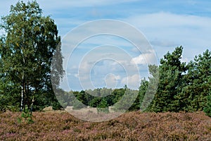 Heather moorland in Kempen forests, North Brabant, the Netherlands