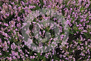 Heather on the North Yorks Moors