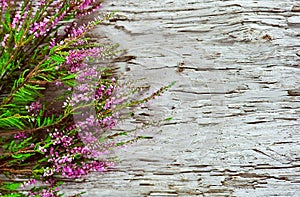 Heather on the old wood