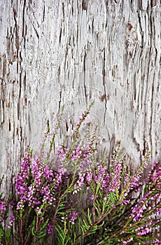 Heather on the old wood