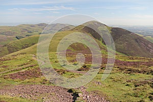 Heather in Pentland Hills near Edinburgh, Scotland