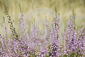 Heather plant in fall