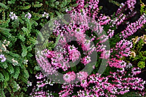 Heather plants